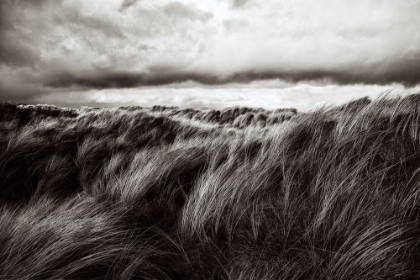 Picture of DUNES OF GRASS