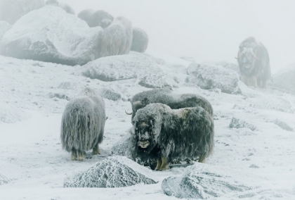 Picture of MUSK OX-BETWEEN THE FOG AND FROST