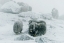 Picture of MUSK OX-BETWEEN THE FOG AND FROST