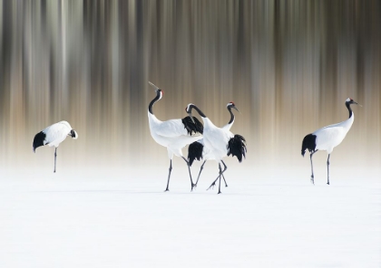 Picture of RED-CRESTED WHITE CRANES