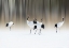 Picture of RED-CRESTED WHITE CRANES