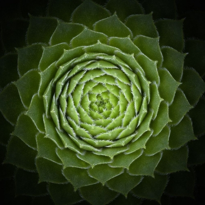 Picture of SUCCULENT