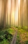 Picture of INTO THE LIGHT
