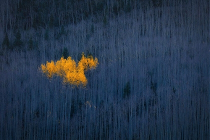 Picture of HEART OF ASPENS
