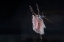 Picture of DANCER