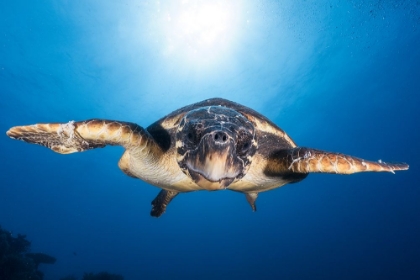 Picture of FACE TO FACE WITH A HAWKSBILL SEA TURTLE