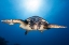 Picture of FACE TO FACE WITH A HAWKSBILL SEA TURTLE