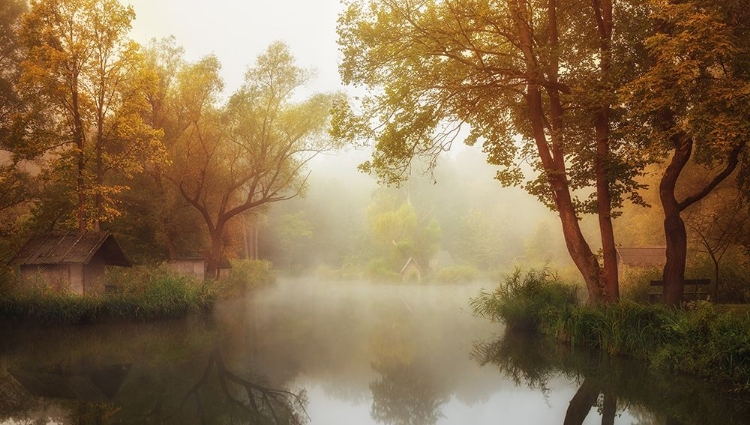 Picture of FOGGY AUTUMN