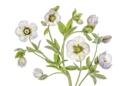 Picture of HELLEBORE