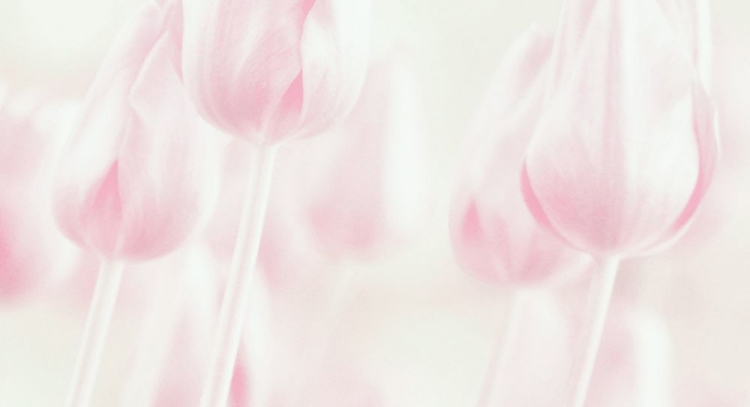 Picture of SOFTNESS