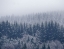 Picture of FROZEN TREES