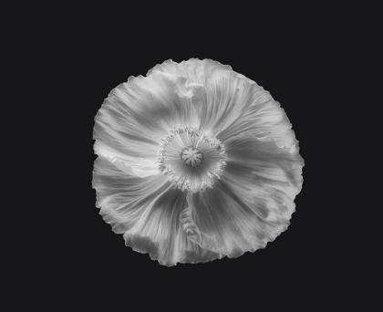 Picture of POPPY IN MONO