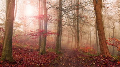 Picture of FOREST SCENE.