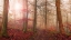 Picture of FOREST SCENE.