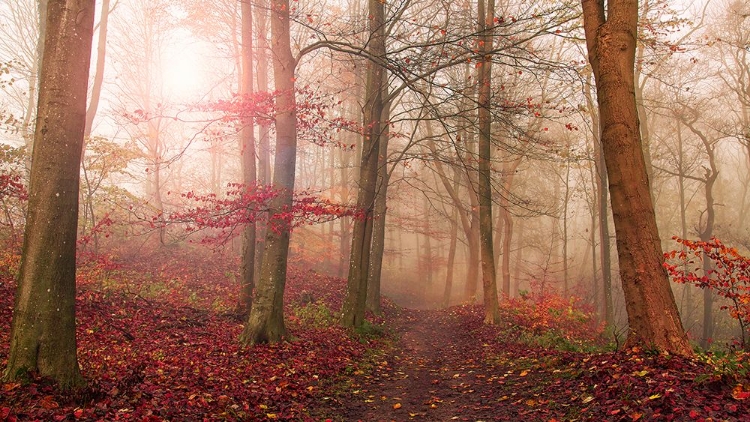 Picture of FOREST SCENE.