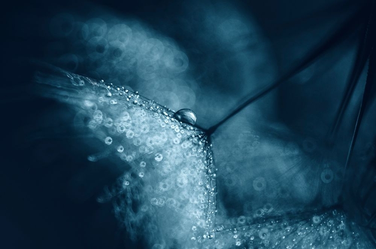 Picture of BLUE DANDELIONS