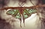 Picture of MARIPOSA ISABELINA