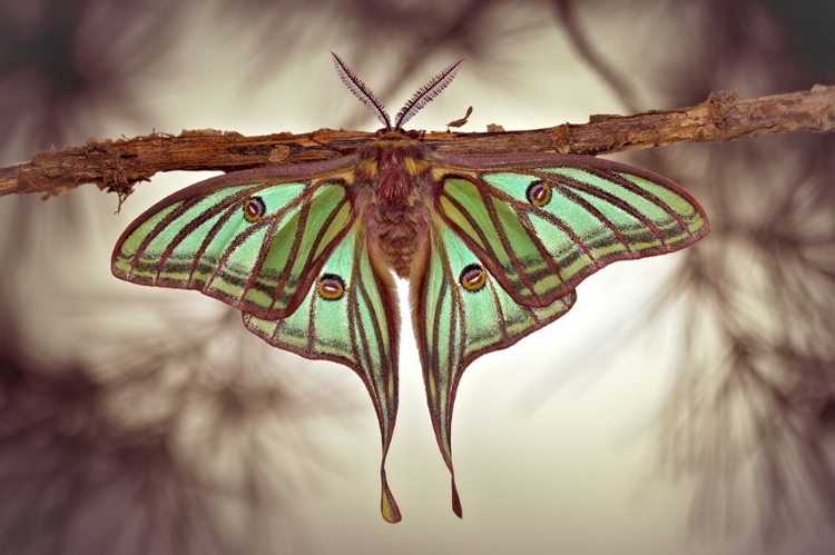 Picture of MARIPOSA ISABELINA