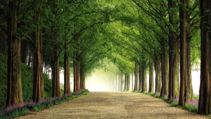 Picture of METASEQUOIA ROAD