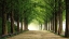 Picture of METASEQUOIA ROAD