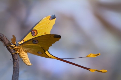 Picture of COMET MOTH