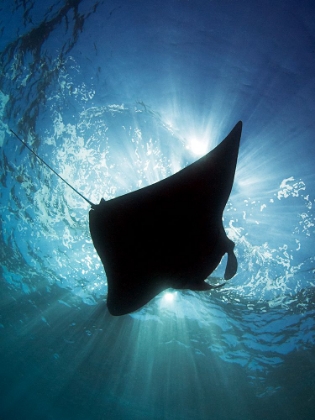 Picture of MANTA SILHOUETTE