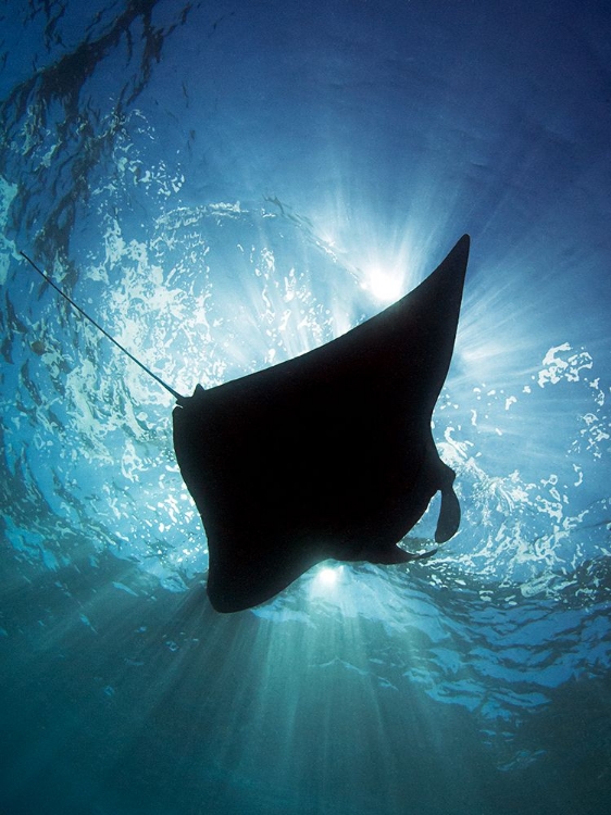 Picture of MANTA SILHOUETTE