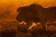 Picture of SHINY KING