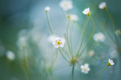 Picture of ROCK JASMINE