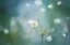 Picture of ROCK JASMINE