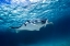 Picture of MANTA RAY