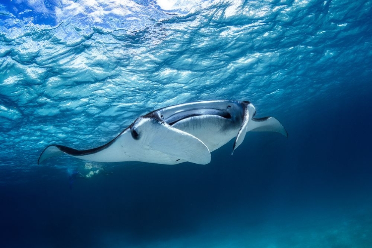 Picture of MANTA RAY