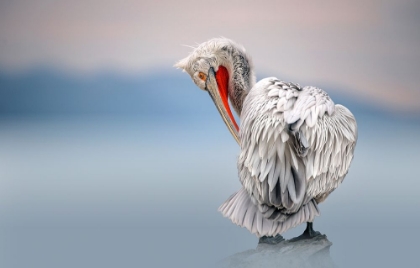 Picture of DALMATIAN PELICAN AT DAWN