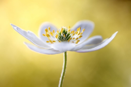 Picture of WOOD ANEMONE