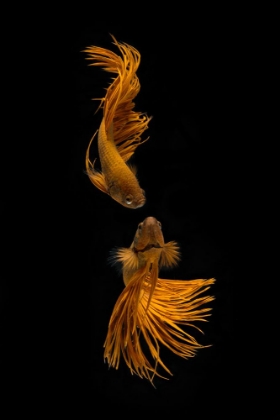 Picture of LOVE STORY OF THE GOLDEN FISH
