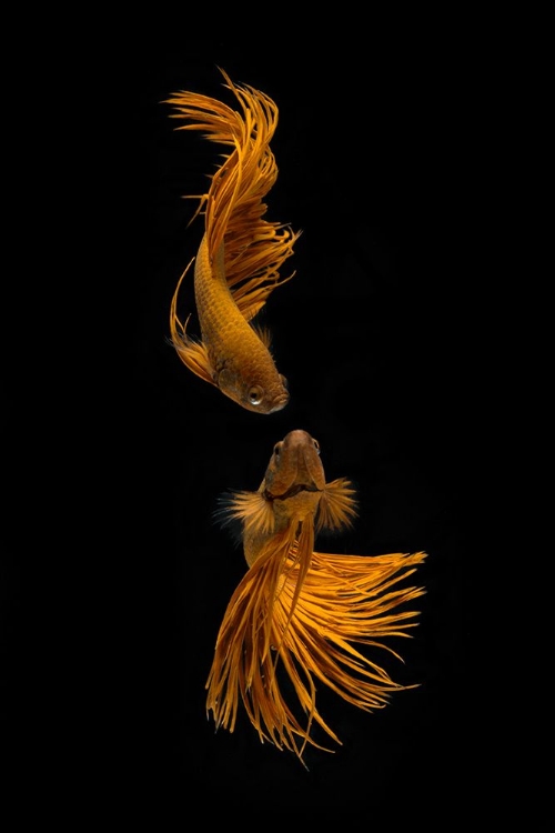 Picture of LOVE STORY OF THE GOLDEN FISH