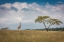 Picture of QEAST AFRICAQ