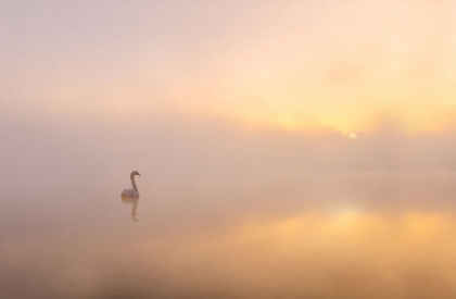 Picture of MISTY MORNING