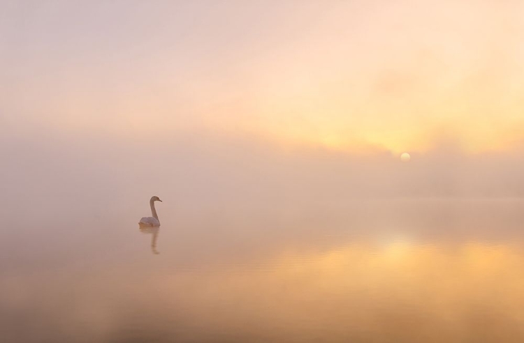 Picture of MISTY MORNING