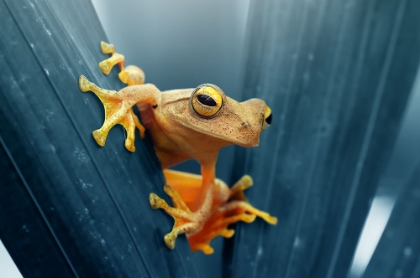 Picture of FROG - THE GOLD