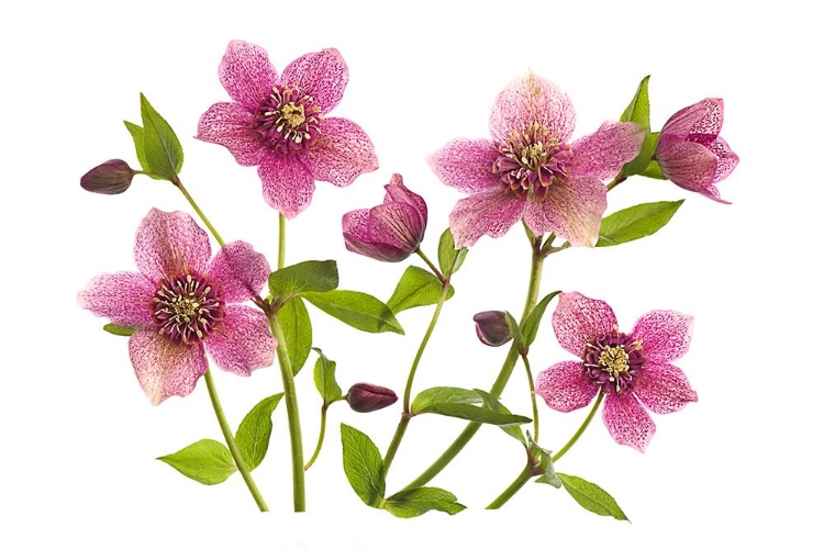 Picture of HELLEBORUS X HYBRIDUS TUTU