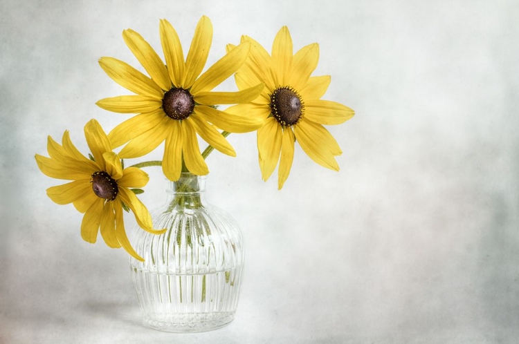 Picture of RUDBECKIA