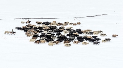 Picture of YAKS IN SNOW