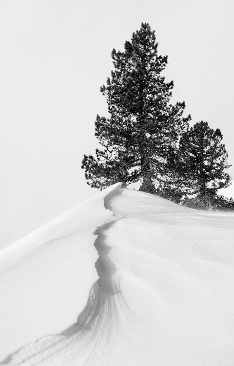 Picture of ABOUT THE SNOW AND FORMS