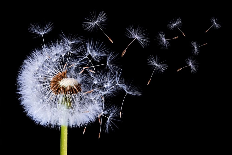 Picture of DANDELION BLOWING