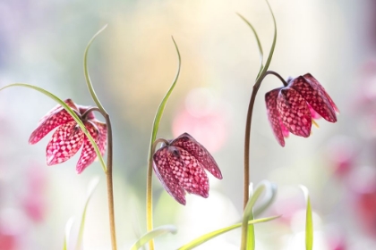 Picture of SNAKES HEAD FRITILLARY