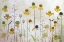 Picture of HELENIUM
