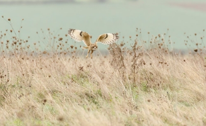 Picture of HUNTING SHORT EARED OWL