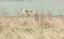 Picture of HUNTING SHORT EARED OWL