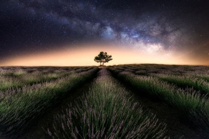 Picture of LAVENDER WAY